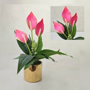 Hot Pink Anthuriums in Ceramic Flower Pot (Gold) - 17 inches